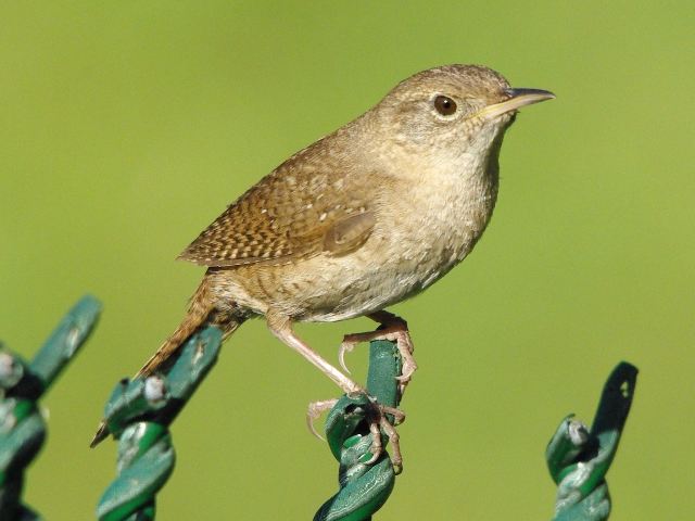 Northern House Wren